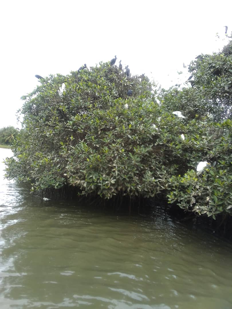 Iles des oiseaux