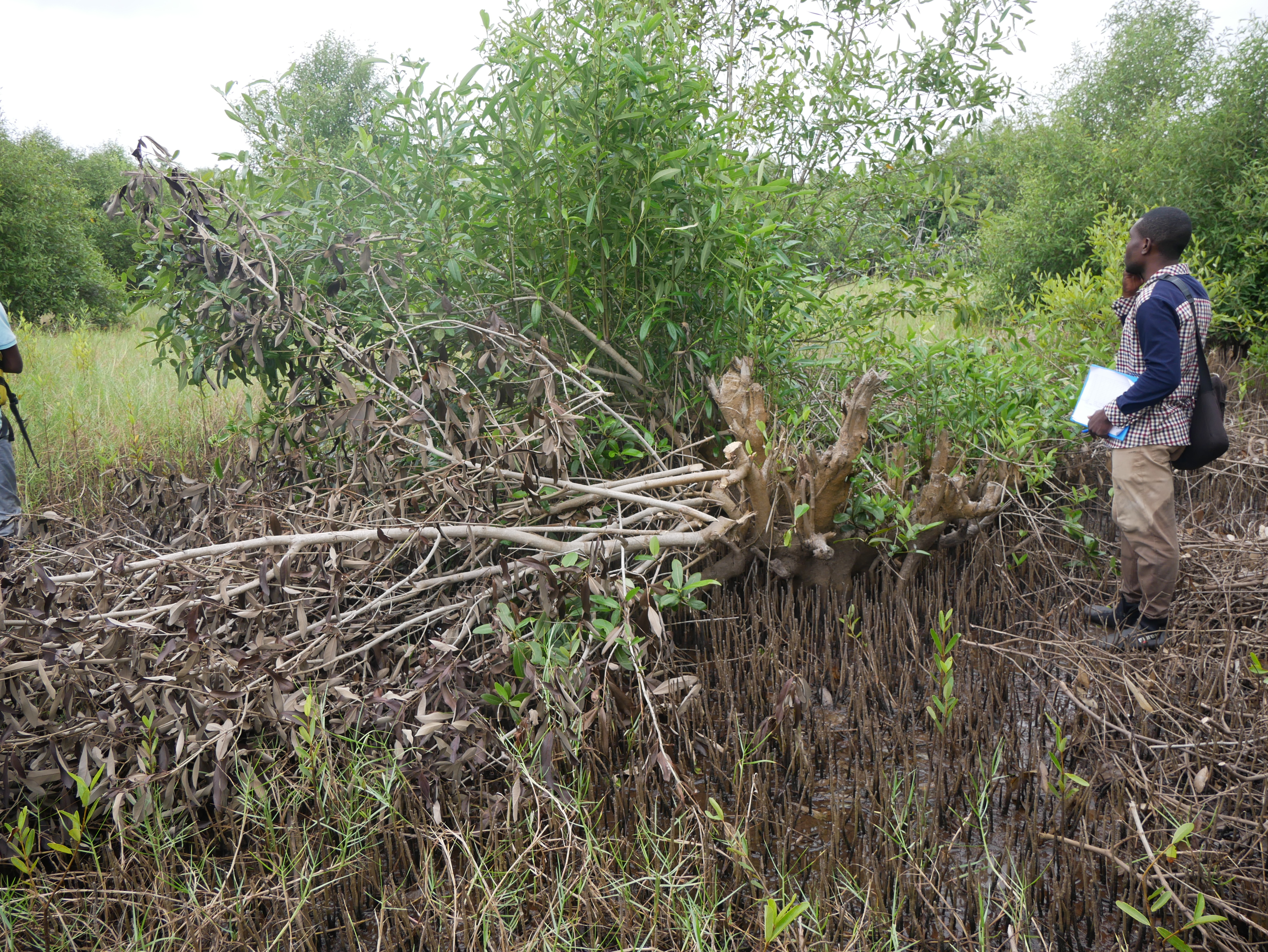 Coupe clandestine de mangrove