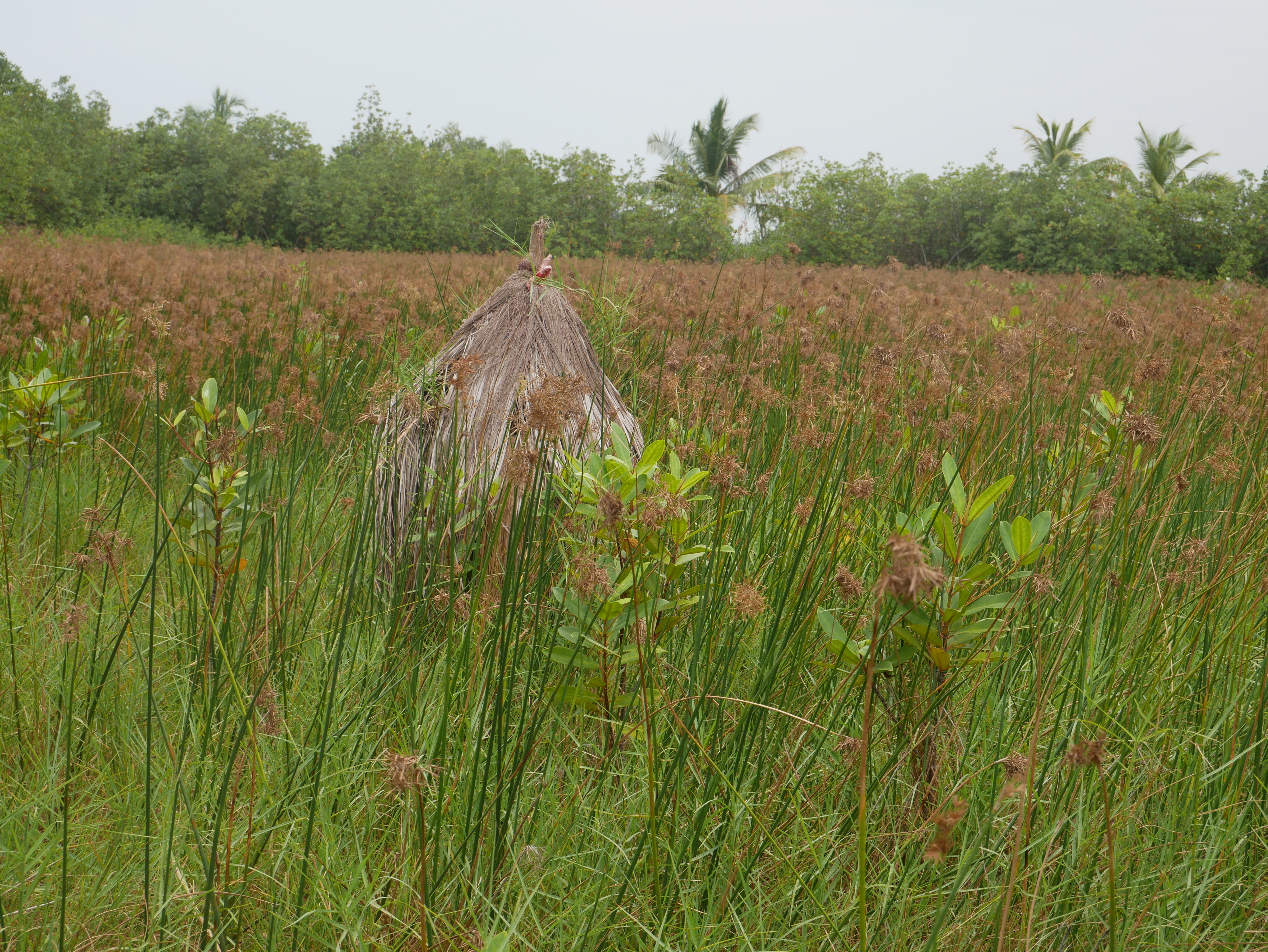 Protection de la mangrove par la sacralisation