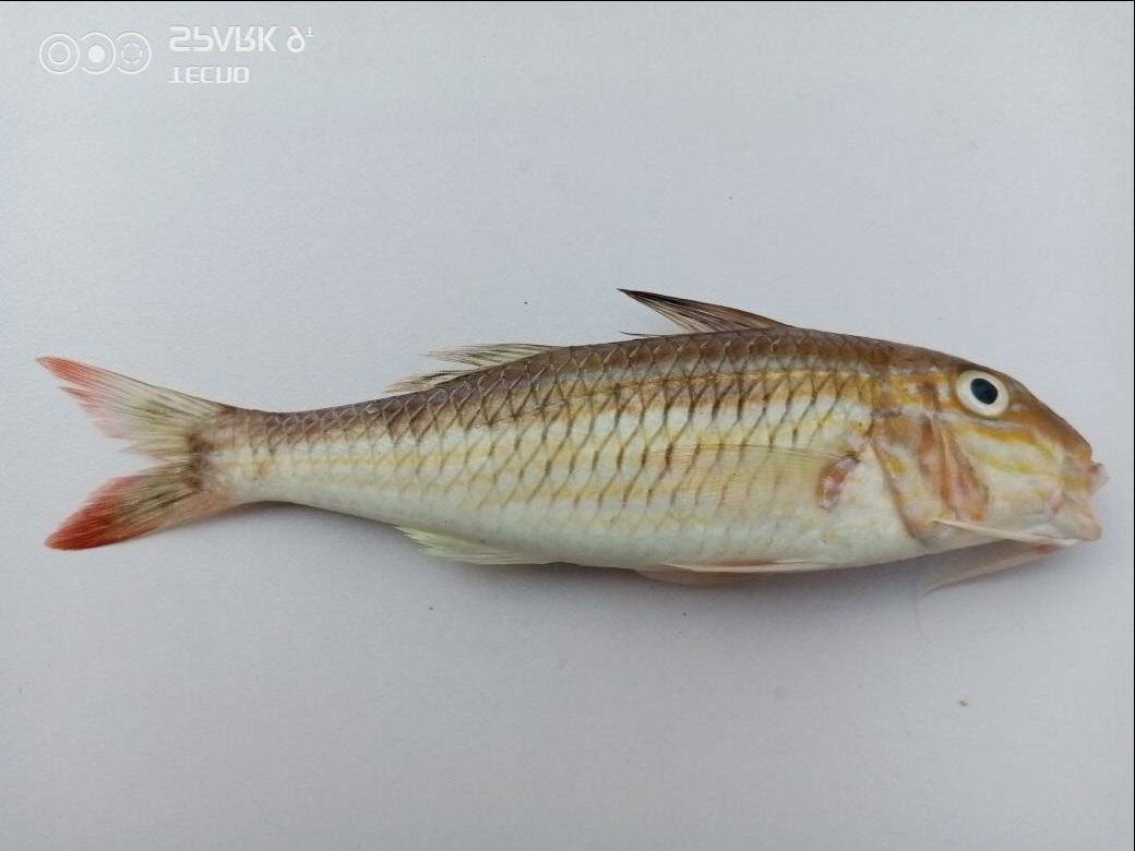Spécimen de poisson mesuré sur le terrain