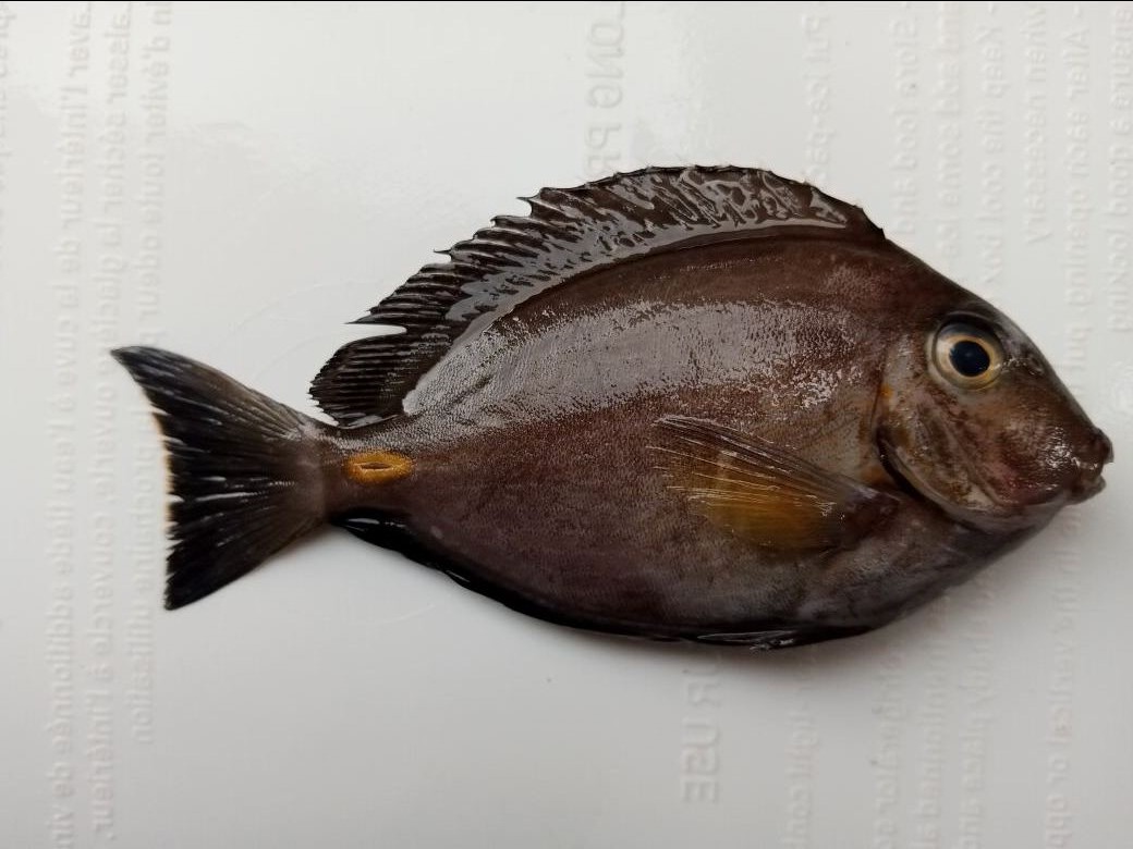 Spécimen de Acanthurus monroviae