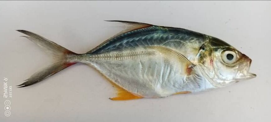 Spécimen de Chloroscombrus chrysurus