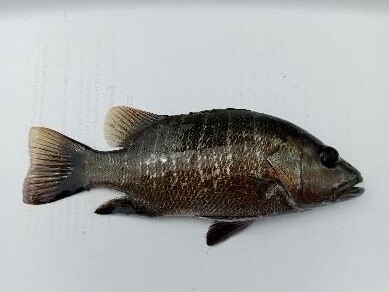 Spécimen de Lutjanus dentatus