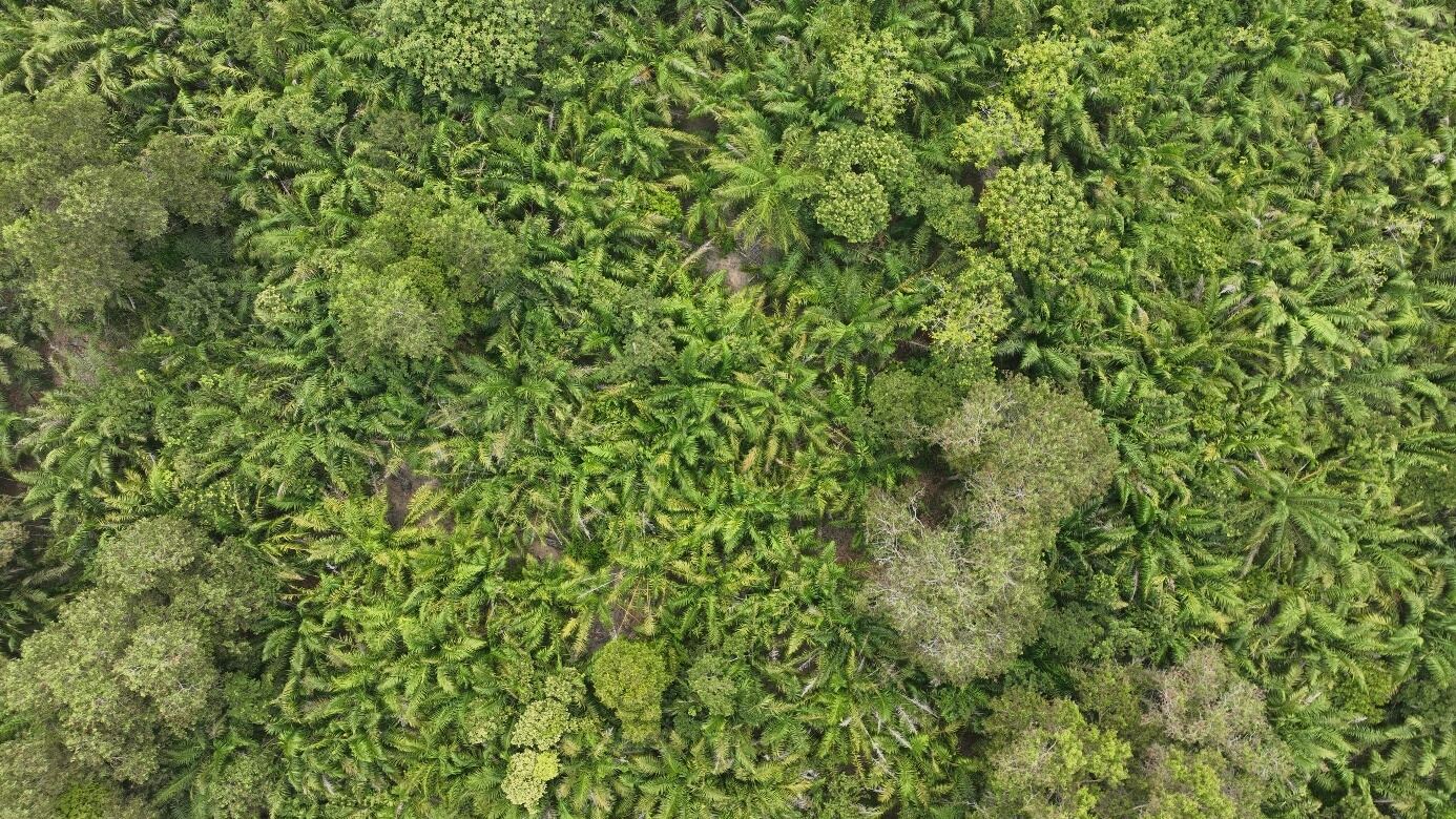 Vue aérienne de la canopée de mangrove et de palmeraie du complexe